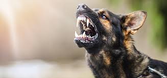 aggrodog.jpg